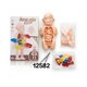 Baby Cele Human Body Model Toy 12582