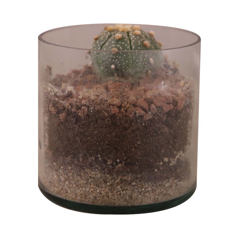 Terrarium Plant 15X15X12CM
