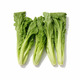 City Farm Chinese Green Mustard