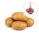 Potato 800G (L)