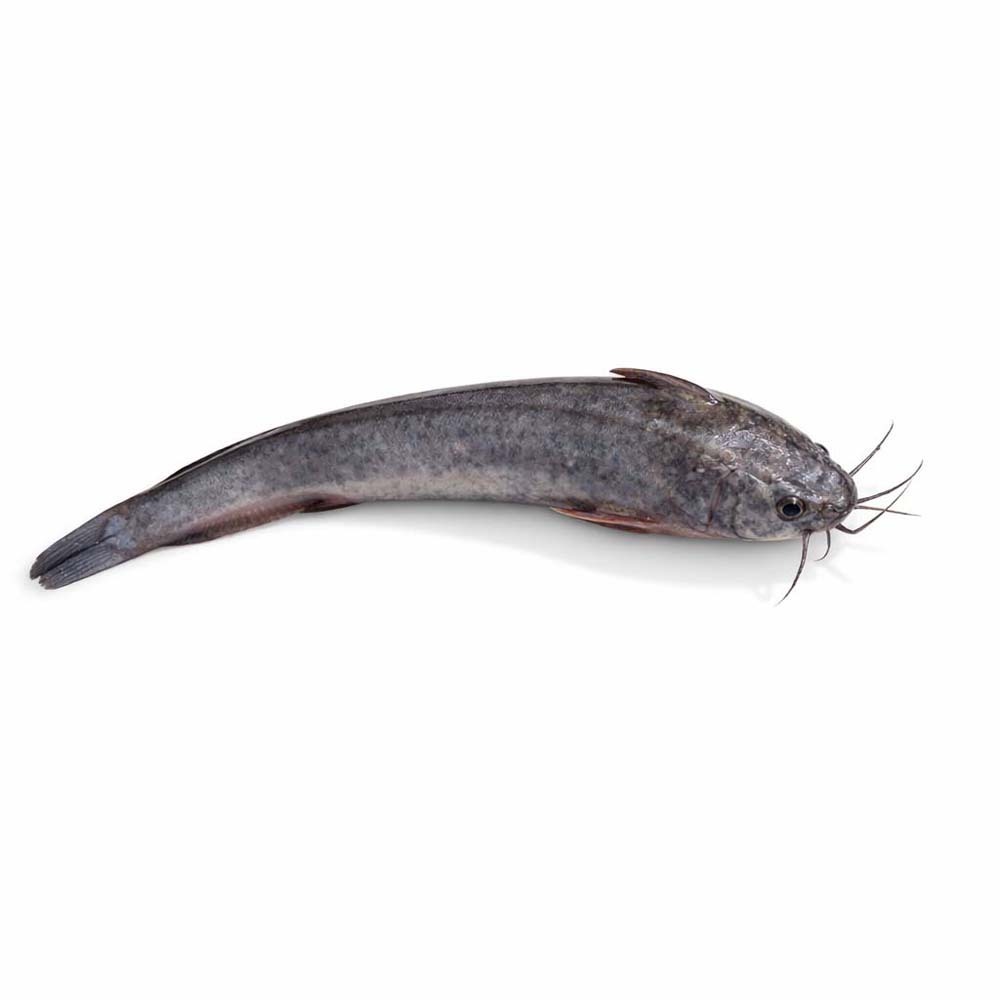 ငါးခူတစ်ကောင်