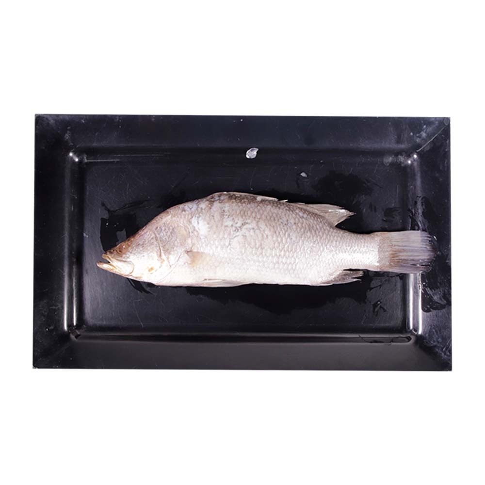 ကတ်ကတစ်တစ်ကောင်