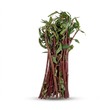 Red Water Cress 300G
