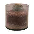 Terrarium Plant 15X15X12CM