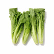 City Farm Chinese Green Mustard