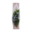 V Fresh Curly Kale 250G