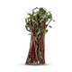Red Water Cress 300G