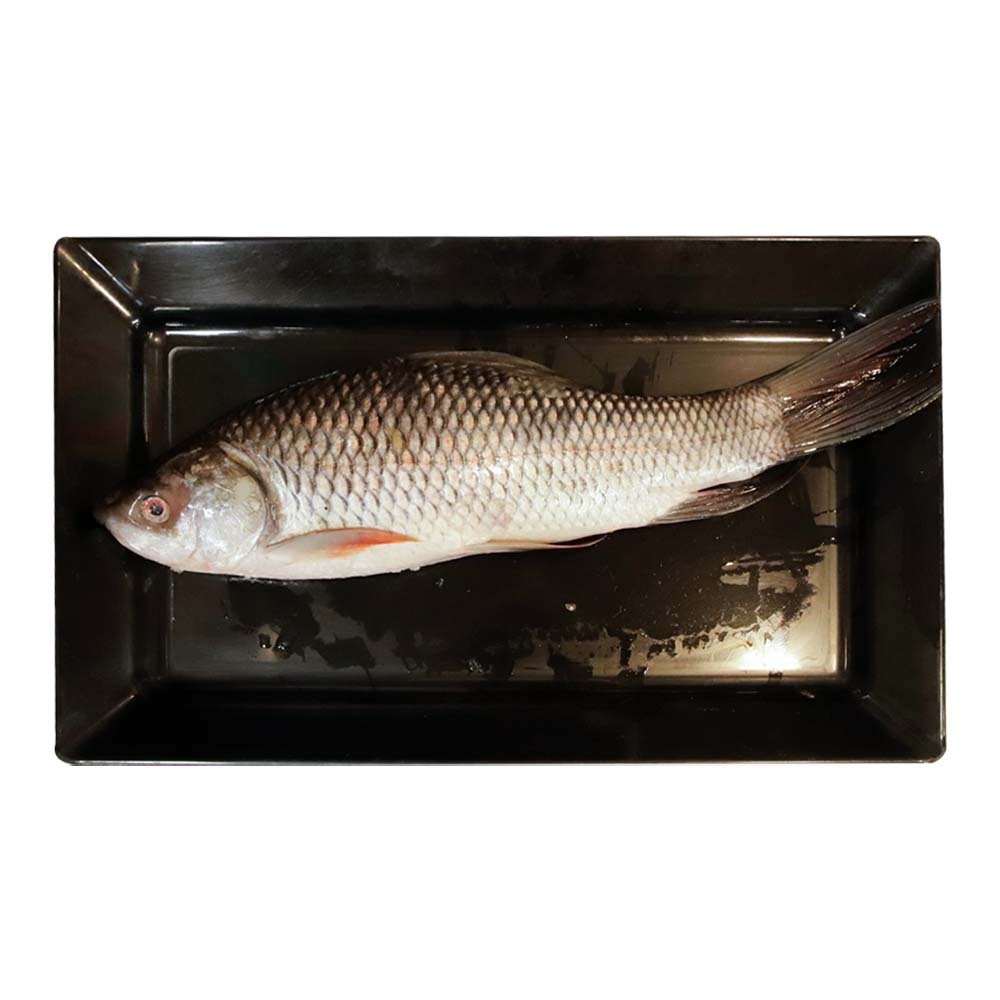 ငါးမြစ်ချင်းတစ်ကောင်