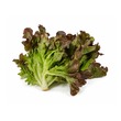Fairy Farm Red Oak