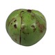 Elephant Apple