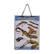 U Learn Amphibians Poster