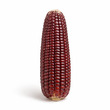 V Fresh Red Sweet Corn 1PCS