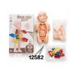 Baby Cele Human Body Model Toy 12582