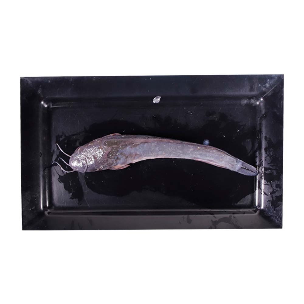 ငါးခူတစ်ကောင်