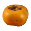 Cn Persimmon