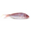 ရွှေငါး (၁၅၀-၂၅၀ ဂရမ်)