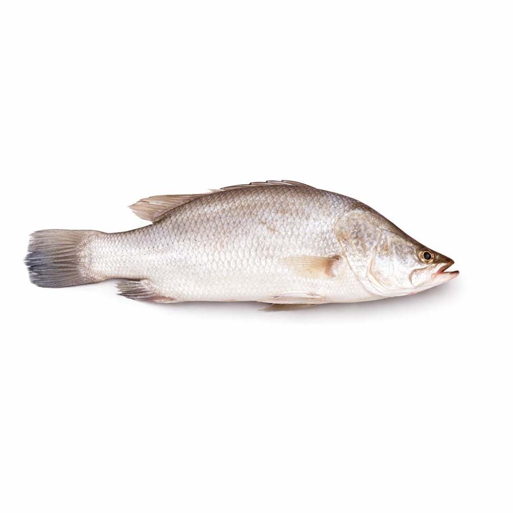 ကတ်ကတစ်တစ်ကောင်