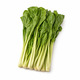 City Farm Chinese Flowering Cabbage
