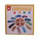 Life Cycle 3D Wooden Card