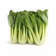 City Farm ထိုင်ဝမ်မုန်ညင်း