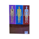 The Human Body (Mg Tin Oo)