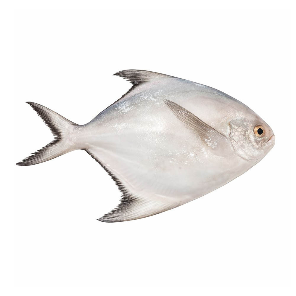 ငါးမုတ်ဖြူတစ်ကောင်