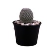 Cactus Gallery Cactus Plant CG-18