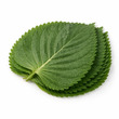 V Fresh Shiso 10PCS