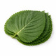 V Fresh Shiso 10PCS