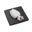 Fresh Cuttlefish