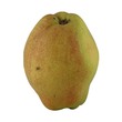 Fragrant Pear (L)