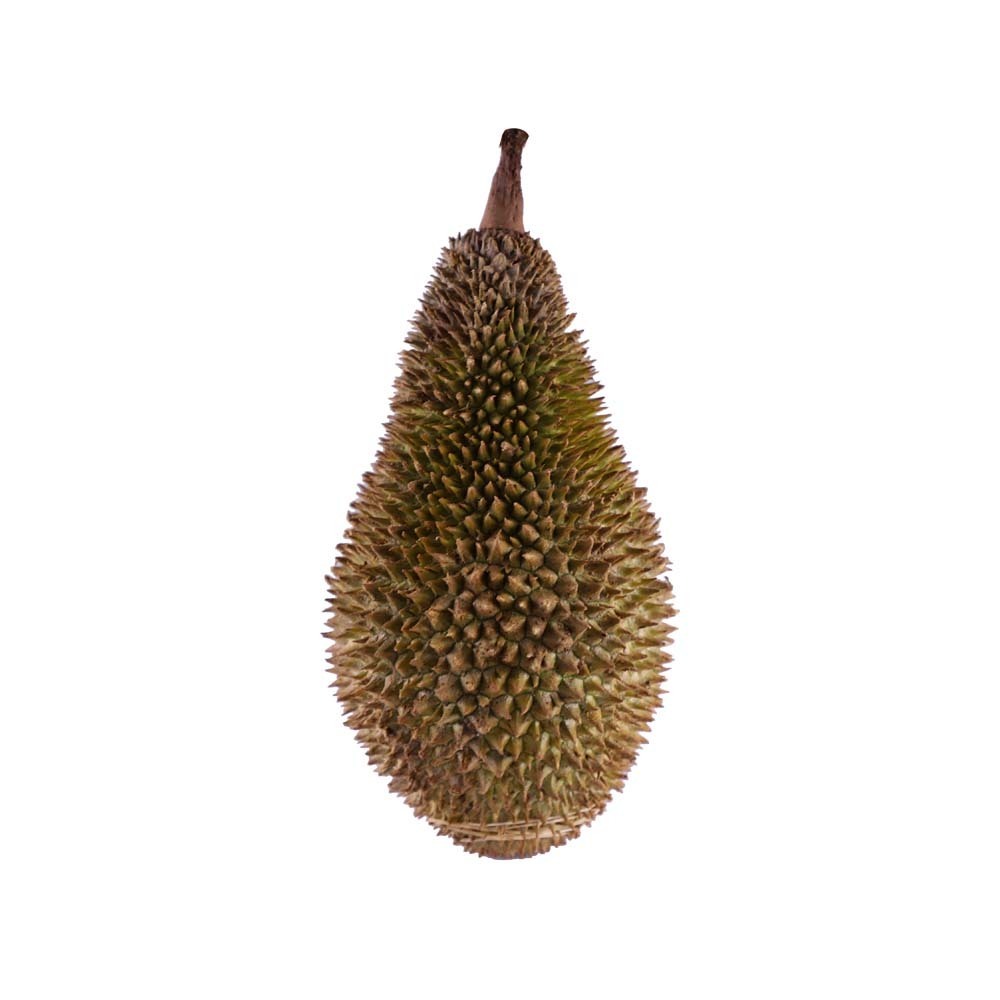 မြန်မာဒူးရင်းသီး (အလတ်) 
